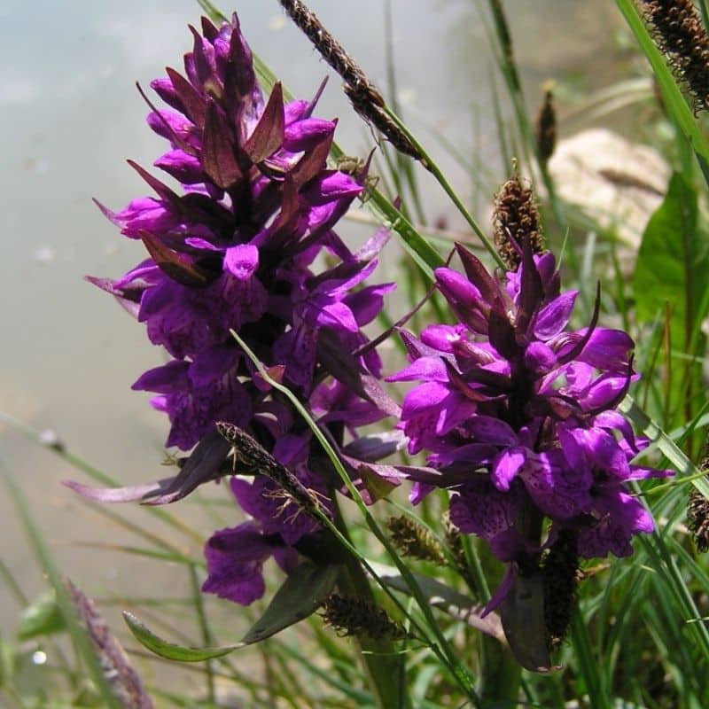 Golf Club de Courchevel | ©Golf Club de Courchevel, Orchis Incarnat