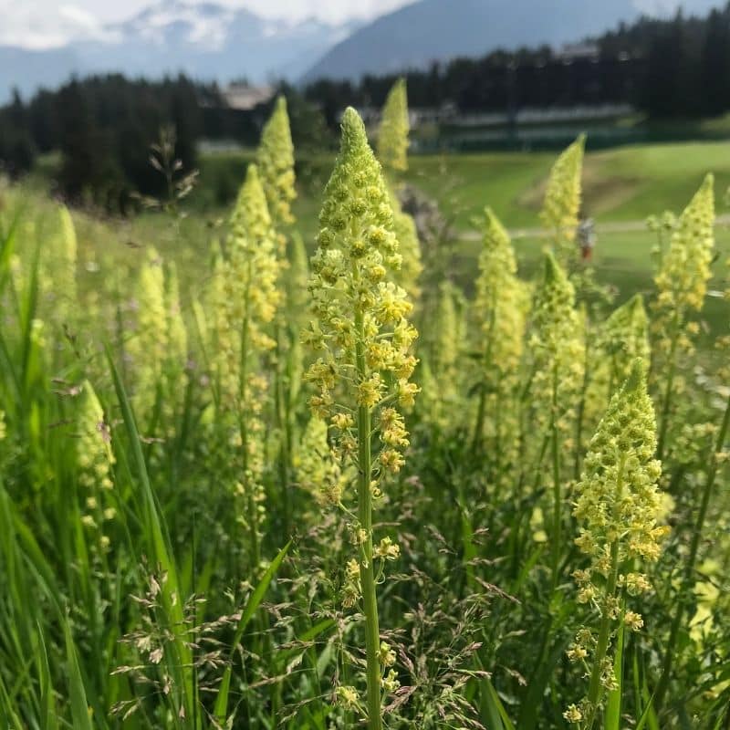 Golf Club de Courchevel | ©Golf Club de Courchevel, Réséda Jaune